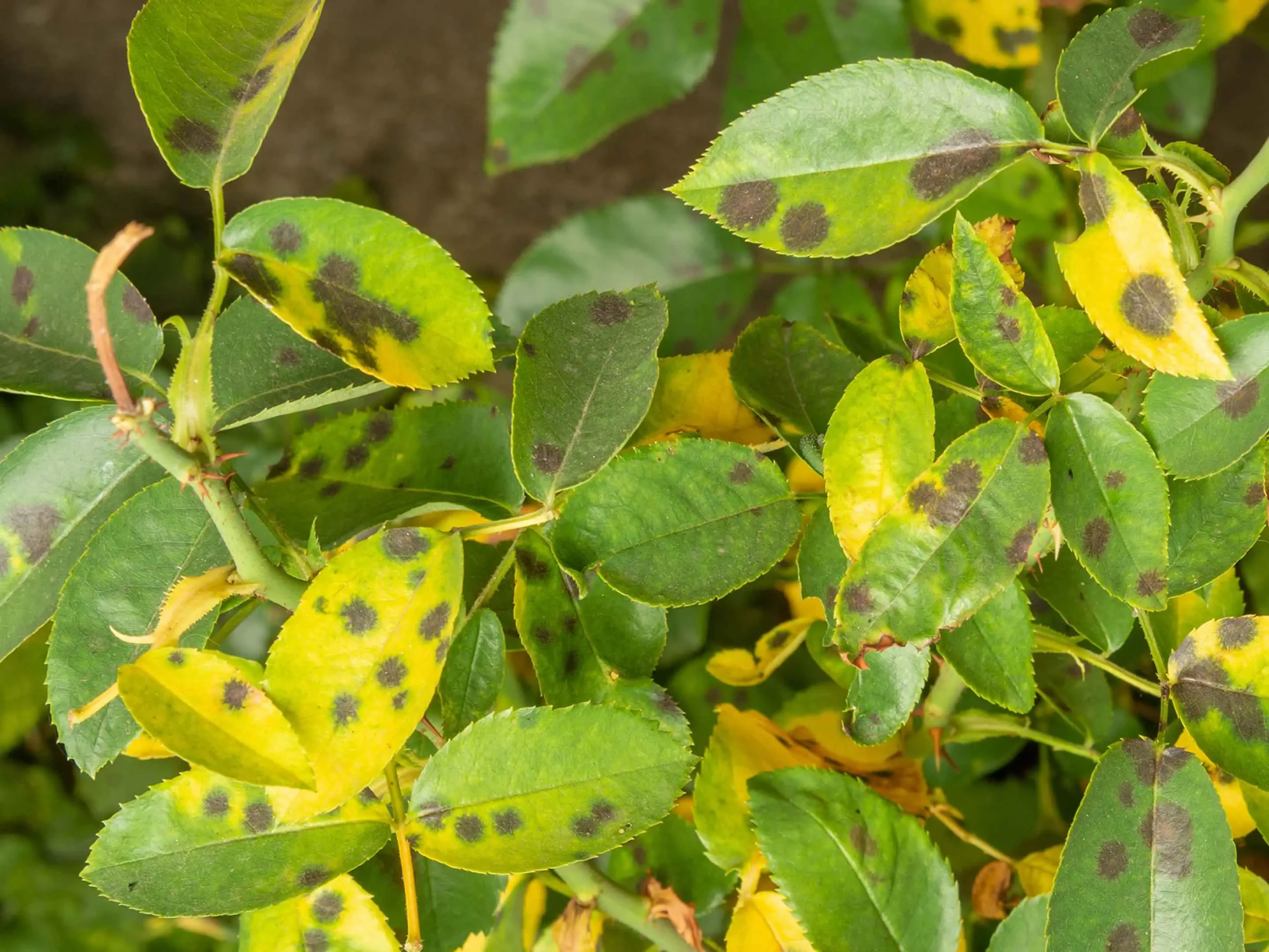 Se vedi queste macchie bianche o nere sulle foglie hai un fungo: ecco come riconoscerlo