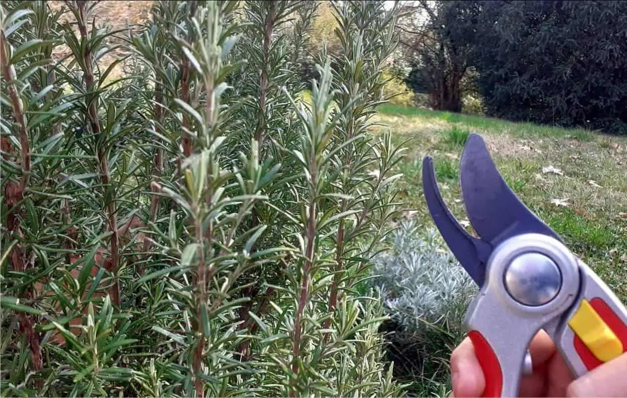 Piante rovinate da questi insetti microscopici? Ecco la cura definitiva contro i tripidi