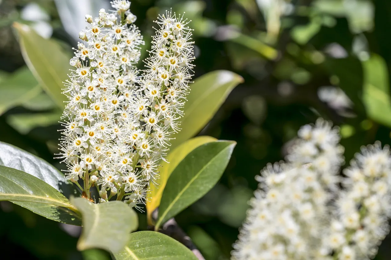 Allerta in giardino: ecco quanto è velenoso davvero il lauroceraso per bambini e animali